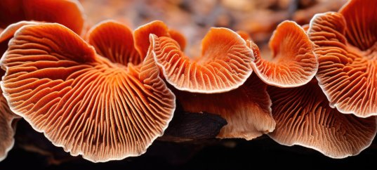 Кроссворд по биологии: Шляпочные грибы (5-6 класс)