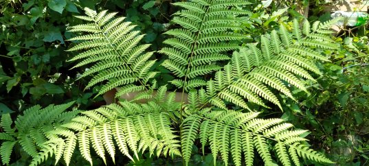 Кроссворд по биологии: Папоротниковидные. Общая характеристика (5-6 класс)