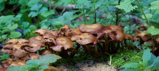 Кроссворд по биологии: Среда обитания грибов (5-6 класс)