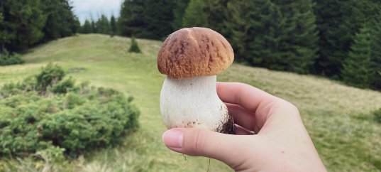 Кроссворд по биологии: Характеристика Царства Грибы (5-6 класс)