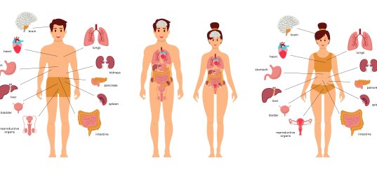 Кроссворд по физкультуре: Основные части тела человека (1-4 класс)
