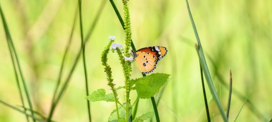 Кроссворд по окружающему миру: Жизнь луга (4 класс)