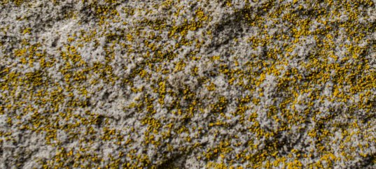 Кроссворд по биологии: Распространение лишайников (5-6 класс)