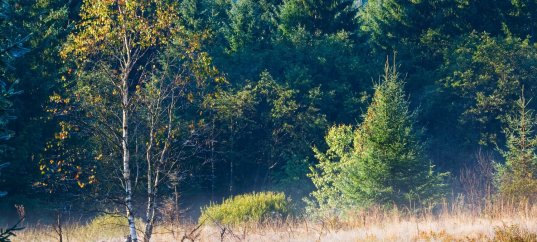 Кроссворд по окружающему миру: Леса России (4 класс)