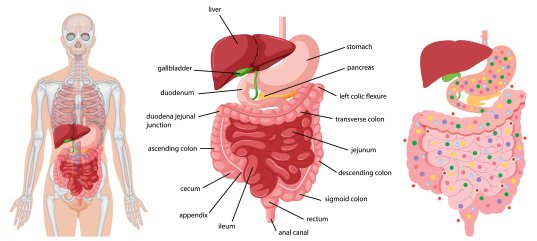 Кроссворд по окружающему миру: Пищеварительная система (3 класс)