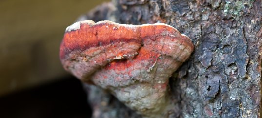 Кроссворд по биологии: Грибы — паразиты растений, животных и человека (5-6 класс)