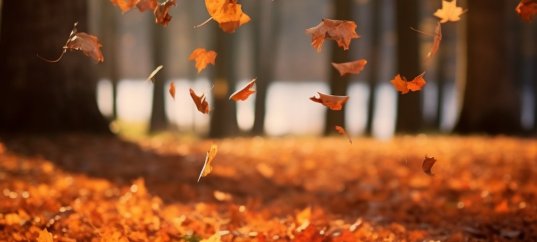 Кроссворд с ключевым словом: Листопад