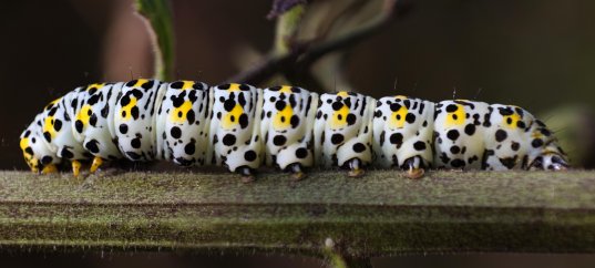 Кроссворд по окружающему миру: Размножение и развитие насекомых (3 класс)