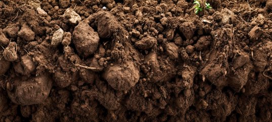 Кроссворд по биологии: Роль мхов в природе и жизни человека (5-6 класс)