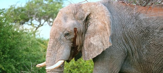 Кроссворд по биологии: Общие признаки животных (8 класс)