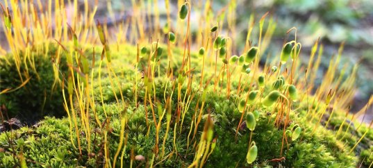 Кроссворд по биологии: Строение мха (5-6 класс)