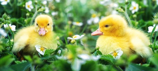 Кроссворд по окружающему миру: Размножение и развитие животных (3 класс)