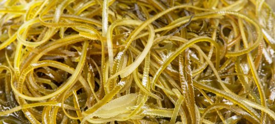 Кроссворд по биологии: Бурые водоросли (5-6 класс)