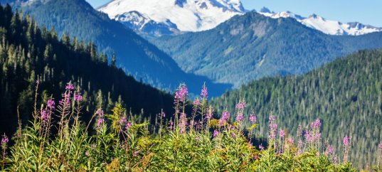 Кроссворд по географии: Западная Сибирь (9 класс)