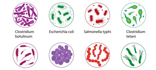 Кроссворд по биологии: Размножение бактерий (5-6 класс)