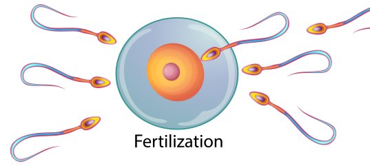 Кроссворд по биологии: Половое размножение (5-6 класс)