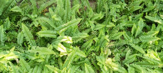 Кроссворд по биологии: Размножение папоротников (5-6 класс)