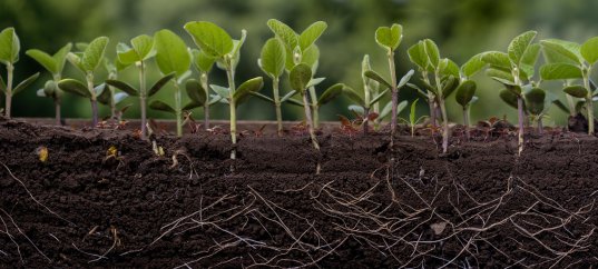 Кроссворд по биологии: Виды корней и типы корневых систем (5-6 класс)