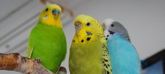 Кроссворд по окружающему миру: Животные живого уголка (2 класс)