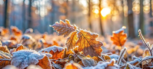 Кроссворд: Ноябрь — что вы знаете о третьем месяце осени?