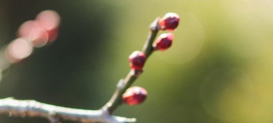 Кроссворд по биологии: Строение почек растений (5-6 класс)