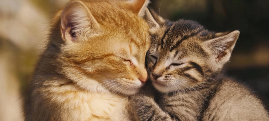 Кроссворд по окружающему миру: Размножение и развитие зверей (3 класс)