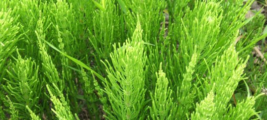 Кроссворд по биологии: Хвощевидные (5-6 класс)