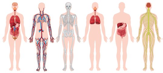 Кроссворд по окружающему миру: Организм человека (3 класс)