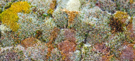 Кроссворд по биологии: Лишайники — комплексные симбиотические организмы (5-6 класс)