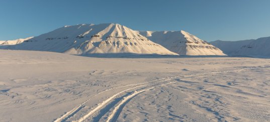 Кроссворд по окружающему миру: Зона арктических пустынь (4 класс)