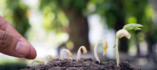 Кроссворд по биологии: Особенности строения семян (5-6 класс)