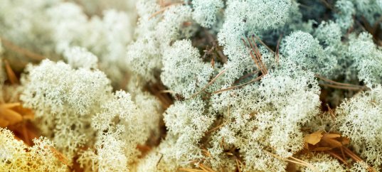 Кроссворд по биологии: Строение лишайников (5-6 класс)