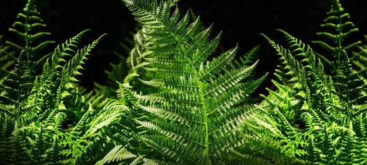 Кроссворд по биологии: Высшие споровые растения (5-6 класс)