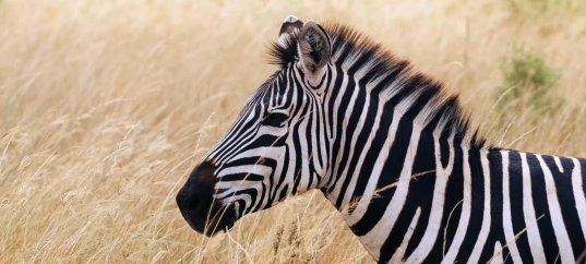 Кроссворд про животных с ключевым словом