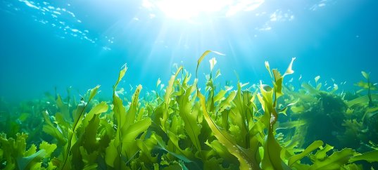 Кроссворд по биологии: Размножение водорослей (5-6 класс)