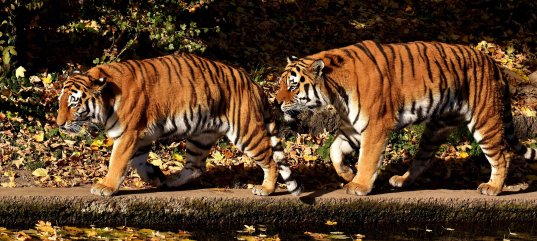 Кроссворд по биологии: Характеристика Царства Животные (5-6 класс)