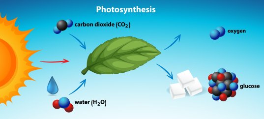 Кроссворд по биологии: Роль фотосинтеза в природе и жизни человека (5-6 класс)