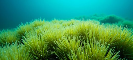 Кроссворд по биологии: Водоросли (5-6 класс)