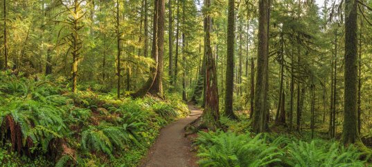 Кроссворд по окружающему миру: Жизнь леса (4 класс)