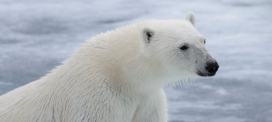 Кроссворд по окружающему миру: Жизнь в ледяной пустыне (4 класс)