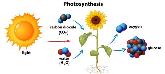 Кроссворд по биологии: Фотосинтез (5-6 класс)