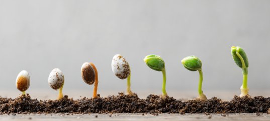 Кроссворд по биологии: Строение семян (5-6 класс)