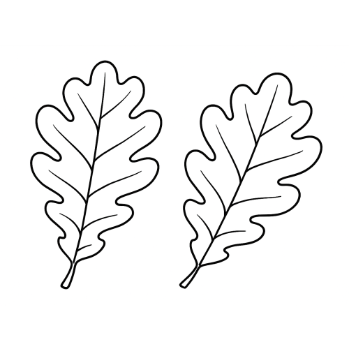 Раскраска: Дубовые листья