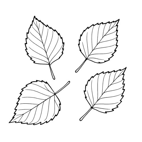 Раскраска: Березовые листья