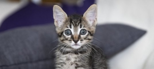 Тест для малышей: Коты, кошки и котята