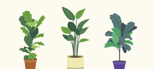 Тест по биологии: Жизнедеятельность растений (6 класс)