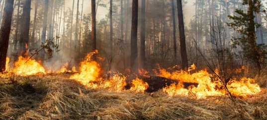 Тест по ОБЖ: Лесной пожар (3 класс)