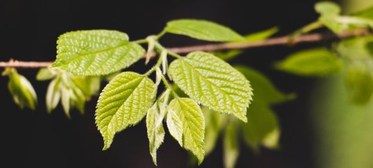 Тест по биологии: Листорасположение (5-6 класс)