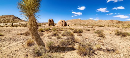 Тест по географии: Юго-Западная Азия и Северная Африка. Географическое положение, природные условия и ресурсы (11 класс)