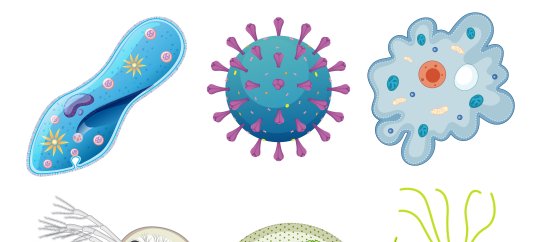 Тест по биологии: Питание и пищеварение у одноклеточных животных. (8 класс)